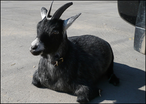 a goat sits in the sun