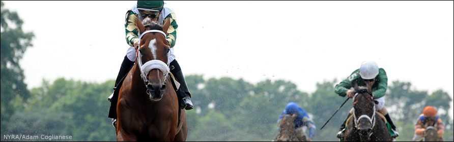 Horses running towards the camera