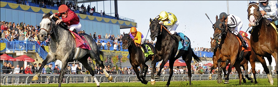 Horses in the stretch at Woodbine