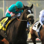 Zenyatta in the 2010 Breeders Cup Classic