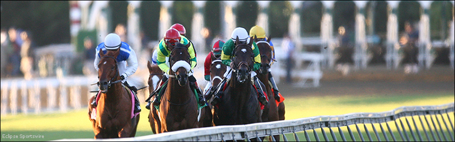Turf horses with the starting gate behind them.